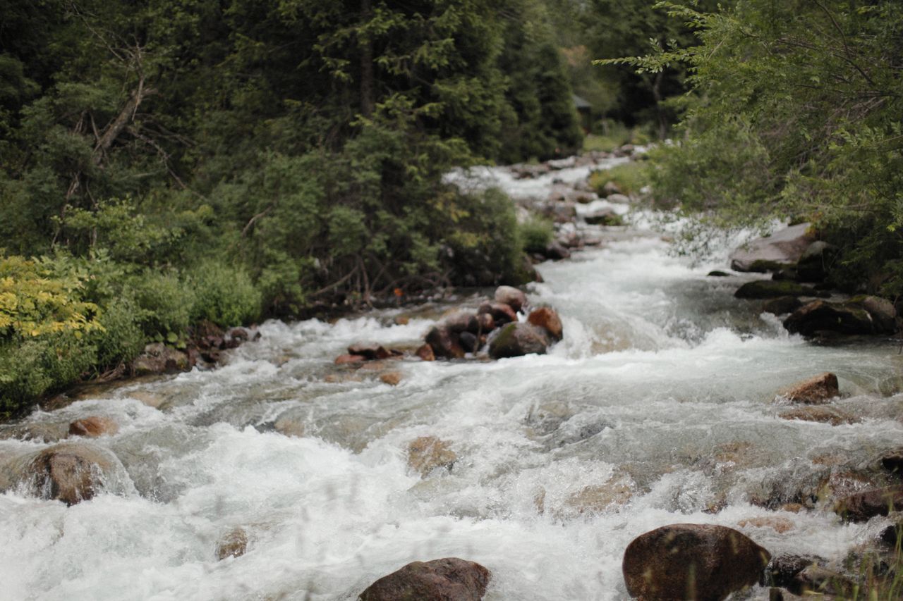 Vibrant river rapids surrounded by lush greenery in a serene forest setting.