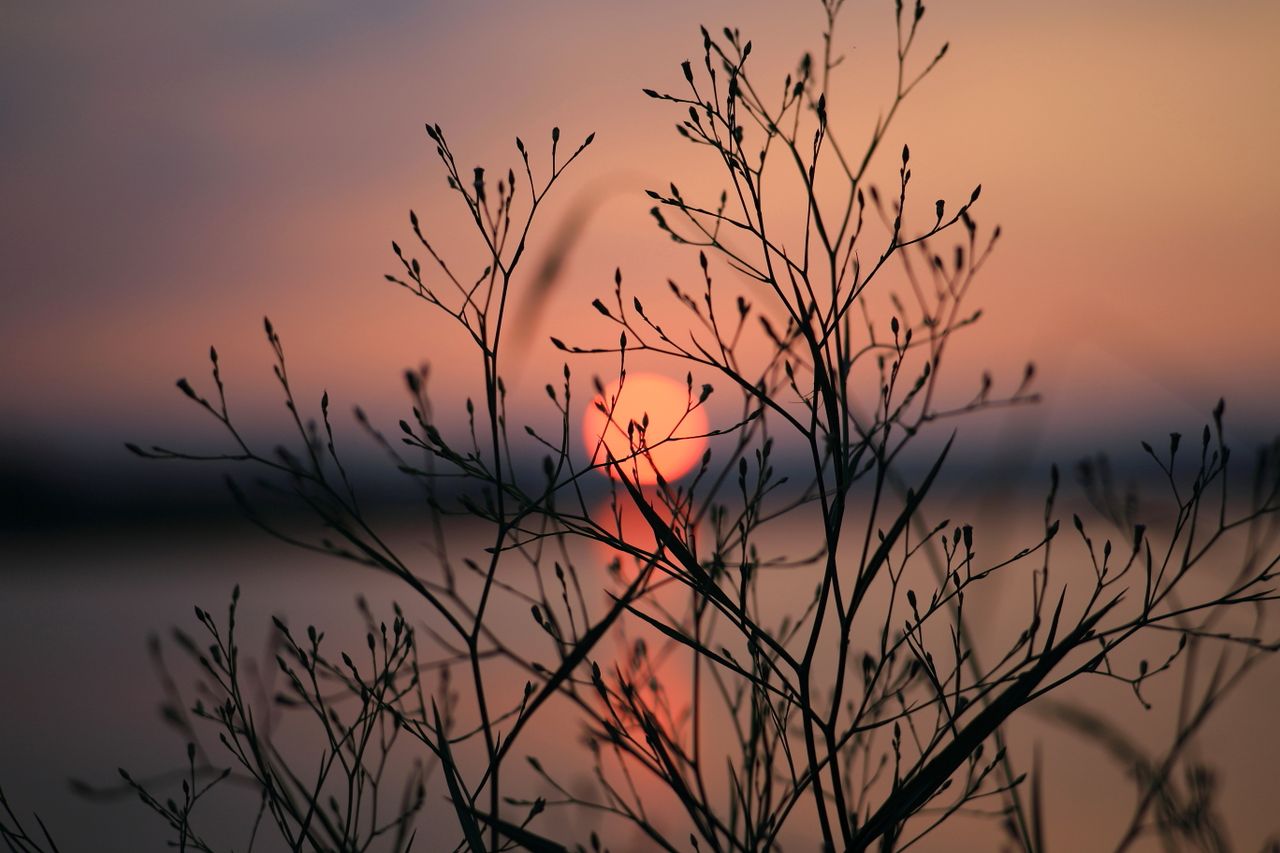 Silhouette of branches against a serene sunset view, perfect for tranquil and natural themes.