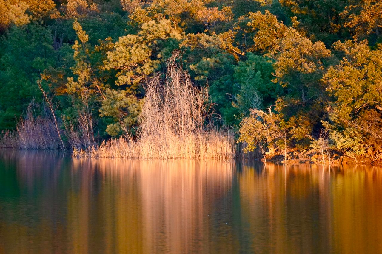 Golden light on trees and water reflections create a serene lakeside view.
