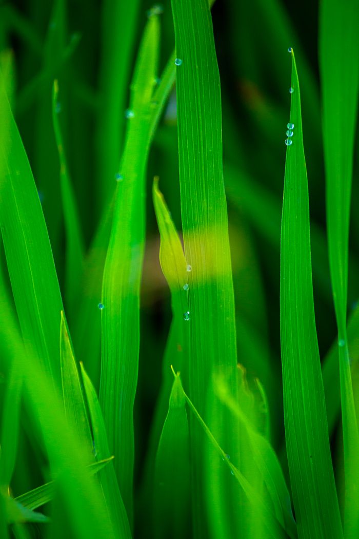 Macro shot of vibrant green grass blades with dew drops, showcasing nature's beauty.